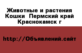 Животные и растения Кошки. Пермский край,Краснокамск г.